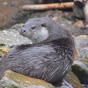 Eurasian otter