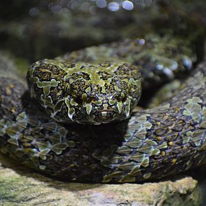 Mangshan pit viper