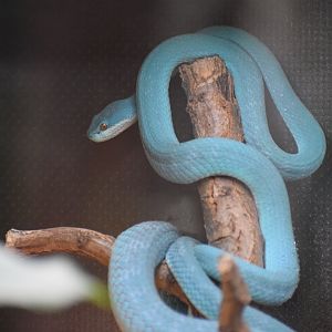 White-lipped island pitviper