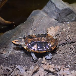 Twist-necked turtle
