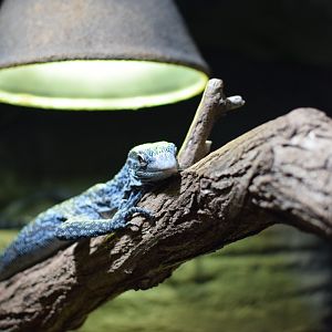Blue speckled tree monitor