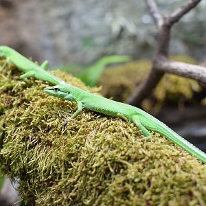 Sakishima grass lizard