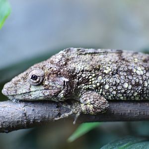 Western bearded anole