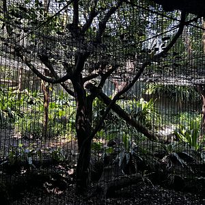 Leopard Exhibit