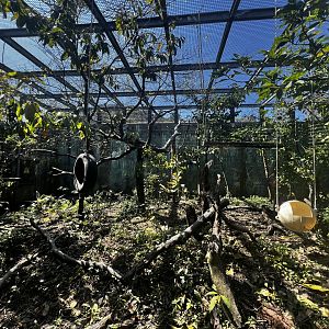 White-faced Capuchin Exhibit