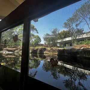 Hippo Underwater Viewing