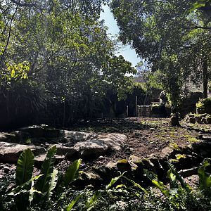 Formosan Wild Boar Exhibit