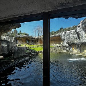 Brown Bear Exhibit