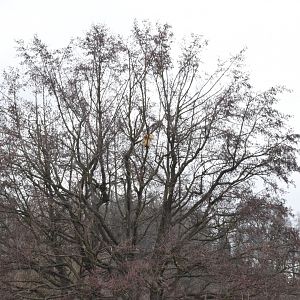 Northern white-cheeked gibbon