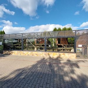 North-Chinese Leopard (Panthera Pardus japonensis)