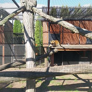 North-Chinese Leopard (Panthera Pardus japonensis)