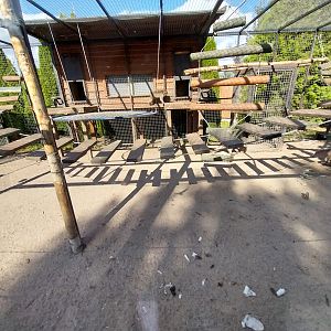 Japanese macaque (Macaca fuscata)