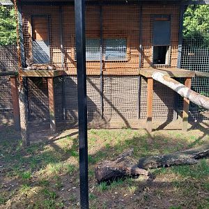 Cougar (Puma concolor)