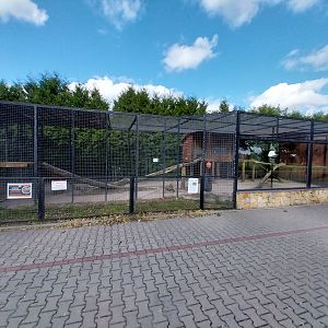 Cougar (Puma concolor)
