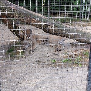 Cougar (Puma concolor)