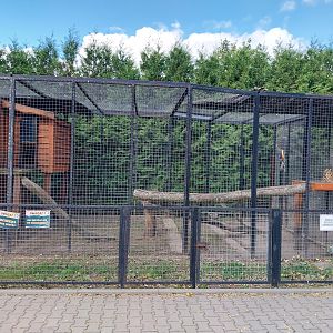 Serval (Leptailurus serval)