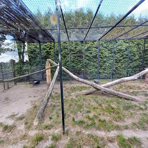 Serval (Leptailurus serval)