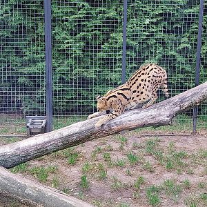 Serval (Leptailurus serval)
