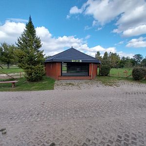 Red River Hog (Potamochoerus porcus)