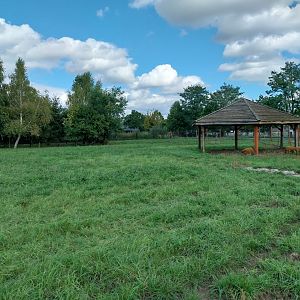Red River Hog (Potamochoerus porcus)