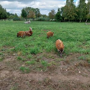Red River Hog (Potamochoerus porcus)
