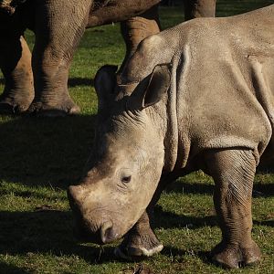 White Rhino Calf