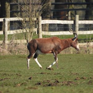 Blesbok