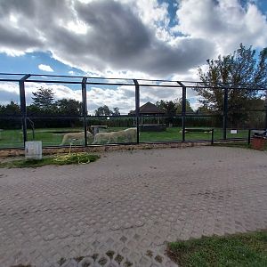 Southeast African Lion (Panthera leo krugeri)