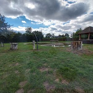 Southeast African Lion (Panthera leo krugeri)