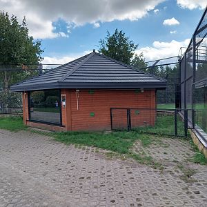 Southeast African Lion (Panthera leo krugeri)
