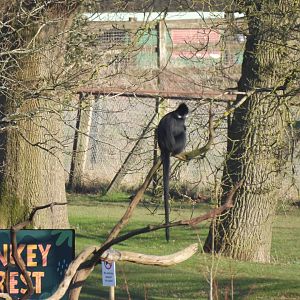 Langur in tree