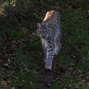 Eurasian Lynx