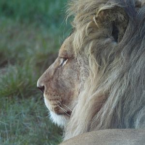 African Lion