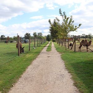 Enclosures for mainly domestic ungulates