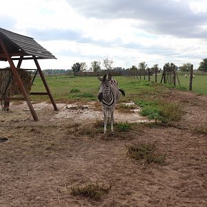 Maneless zebra (Equus quagga borensis)