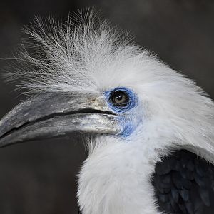 White-Crowned Hornbill (Berenicornis comatus) male