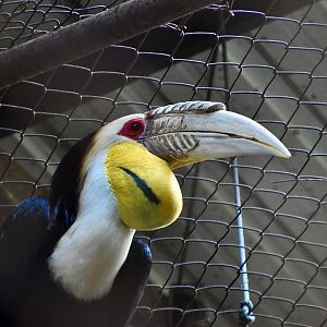 Wreathed Hornbill (Rhyticeros undulatus) male