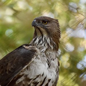 Crestless Changeable Hawk-Eagle (Nisaetus cirrhatus limnaeetus)