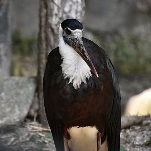 Asian Woolly-Necked Stork (Ciconia episcopus)
