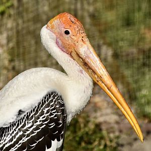 Painted Stork (Mycteria leucocephala)