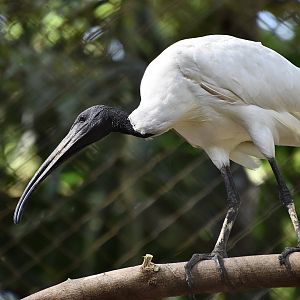 Black-Headed Ibis (Threskiornis melanocephalus)