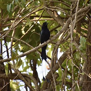 Greater Racket-Tailed Drongo (Dicrurus paradiseus rangoonensis) - wild