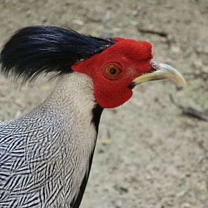 Jones's Silver Pheasant (Lophura nycthemera jonesi) male