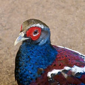 Burmese Mrs. Hume's Pheasant (Syrmaticus humiae burmanicus) male
