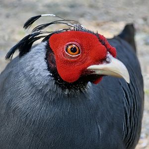 Siamese Fireback (Lophura diardi) male