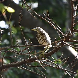Chinese Pond Heron (Ardeola bacchus) - wild in nonbreeding plumage
