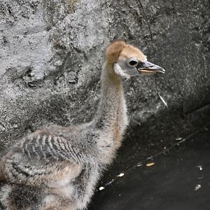 Eastern Grey Crowned Crane (Balearica regulorum gibbericeps) chick
