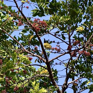 Black-Crested Bulbul (Rubigula flaviventris) - wild