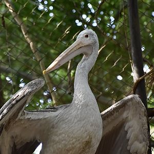 Spot-Billed Pelican (Pelecanus philippensis)