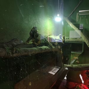 Green iguanas at edessa reptile park